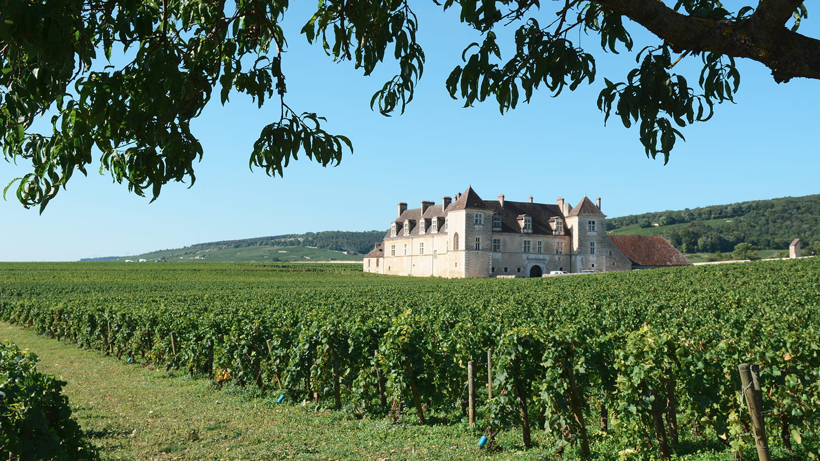 Clos de Vougeot