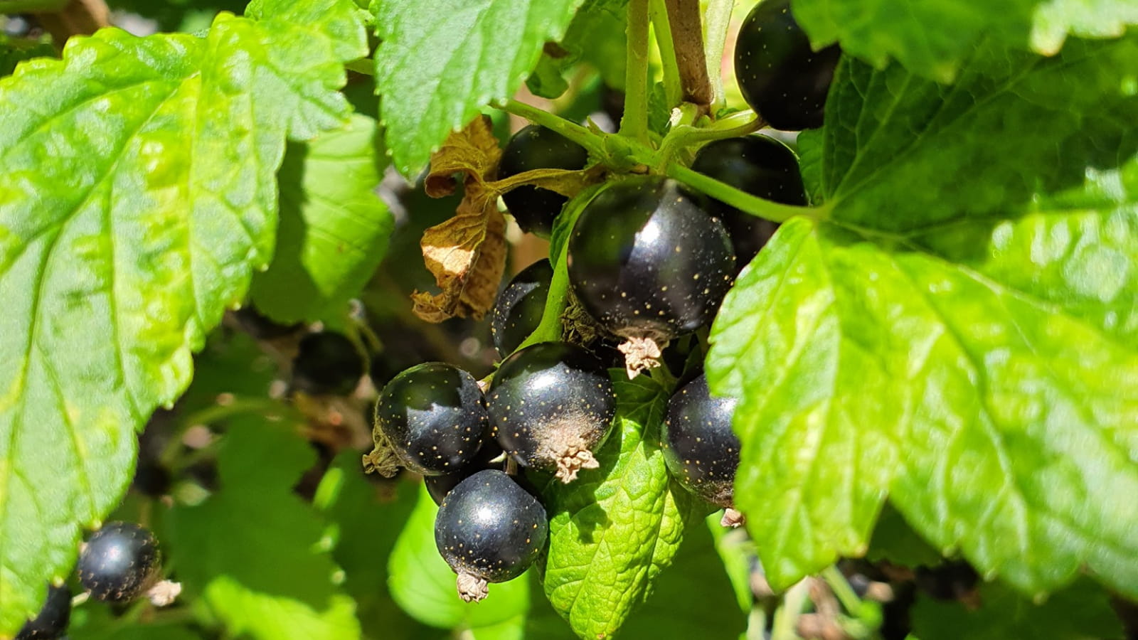 Cassis : comment manger et cuisiner les baies de ce fruit rouge ?