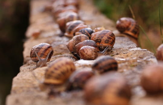 Escargots sur muret