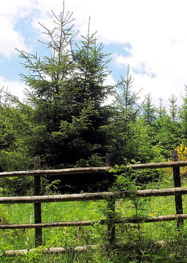 Morvan