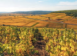 Vignoble Côte de Beaune