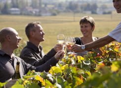 Dégustation entre amis dans les vignes