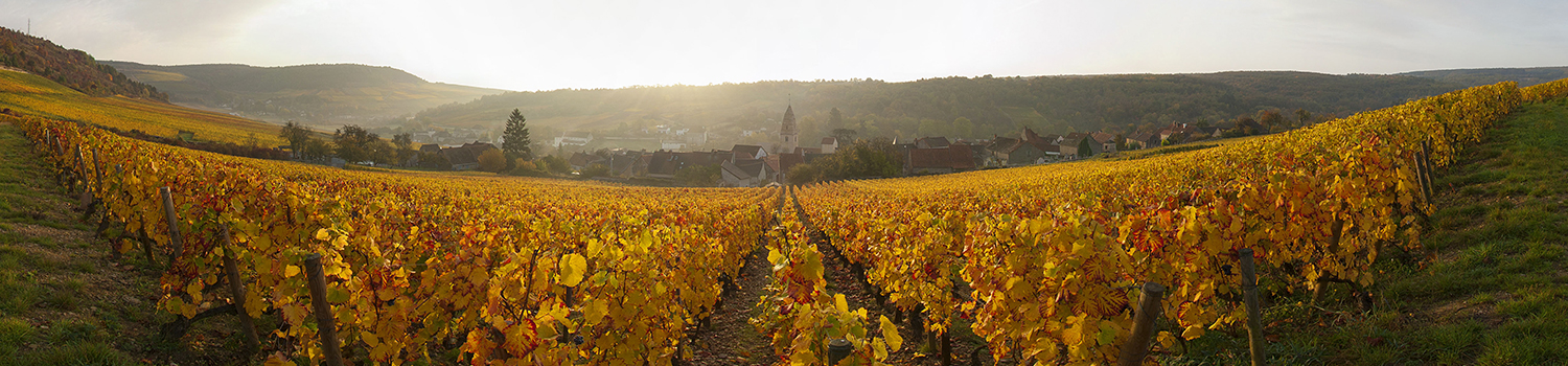 Vignoble Saint Aubin Automne