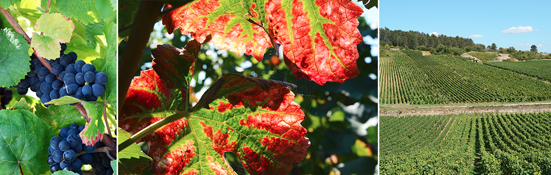 Vendanges maturité raisin