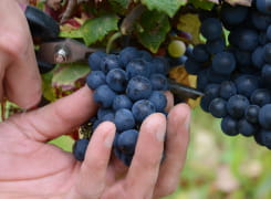 Vendanges