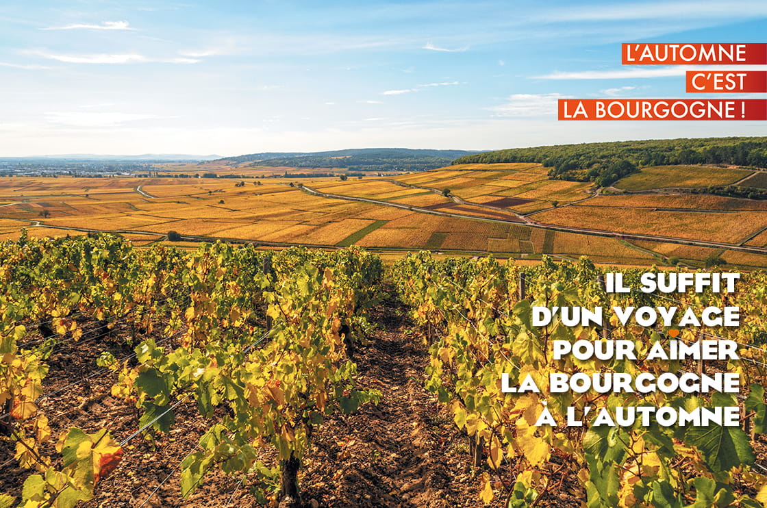 Automne dans les vignes