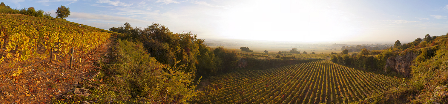 Gevrey1er Cru Au Goulot