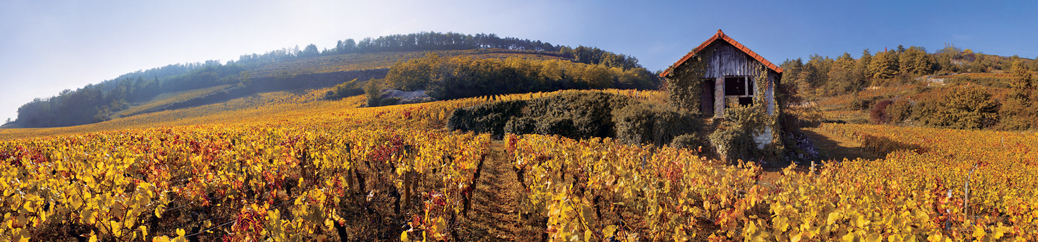 Michel Baudouin Nuits-Saint-Georges Les Chaboeufs