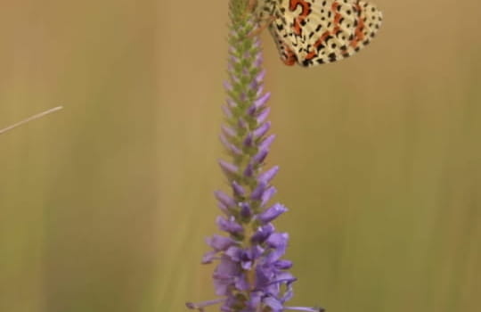 Combe Lavaux Mellicta dydima Flore Faune