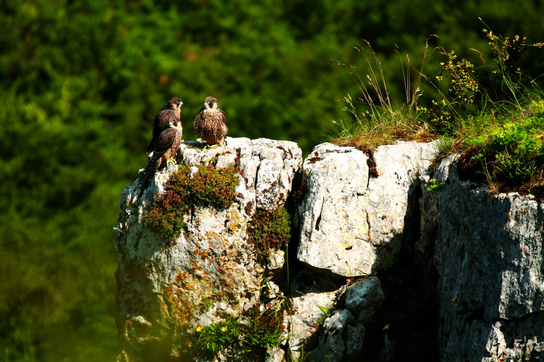 Combe Lavaux Mellicta dydima Flore Faune