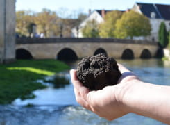 Truffe de Bourgogne