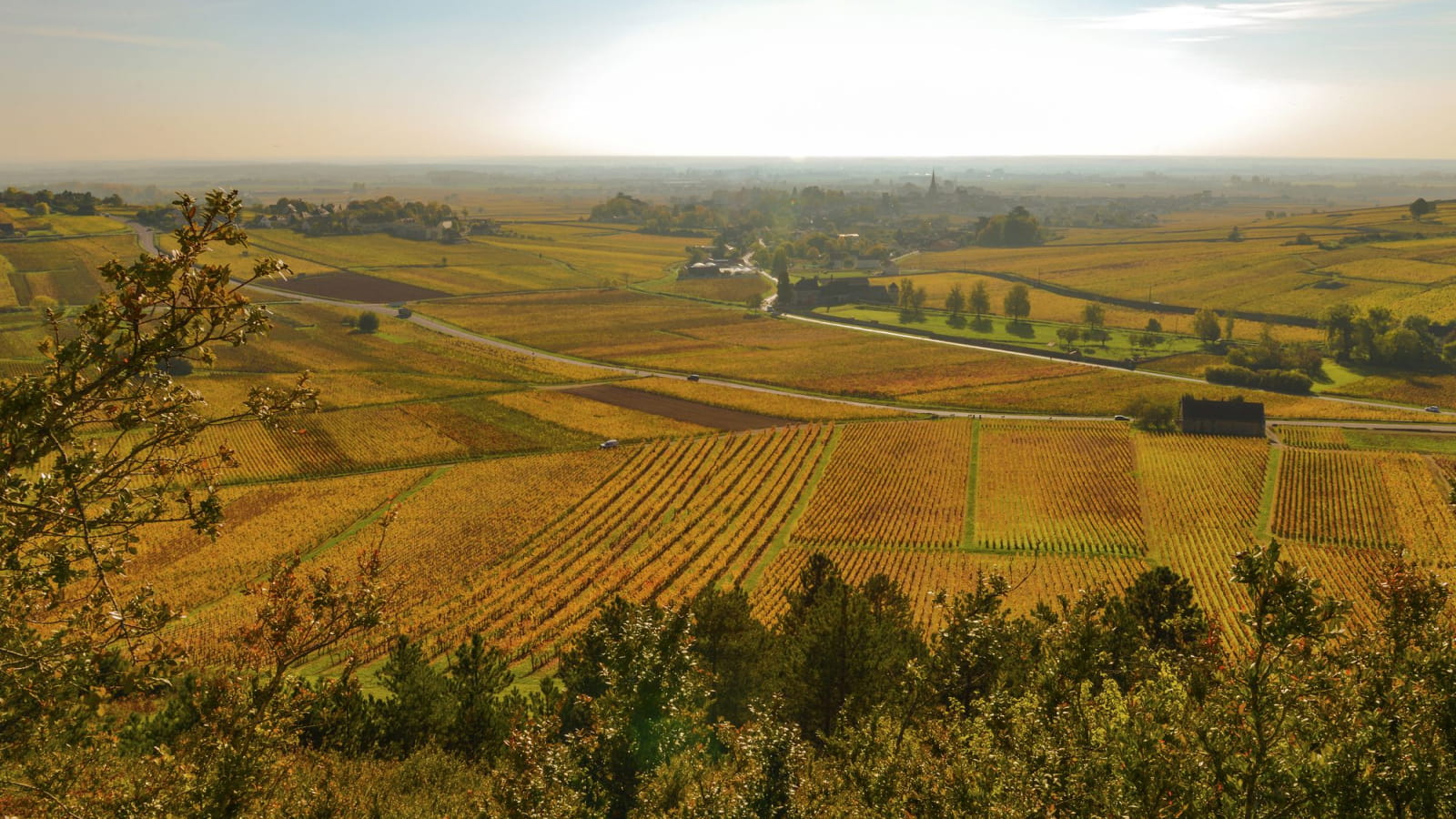 Vignoble de Meursault en Côte-d'Or
