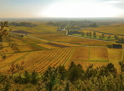 Vignoble de Meursault en Côte-d'Or