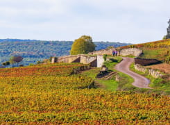 Randonnée vignobles Côte de Beaune en Côte-d'Or