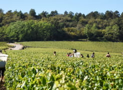Vendanges Meursault