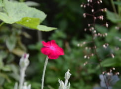 Lychnis