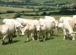 Vaches charolaises dans leur pré