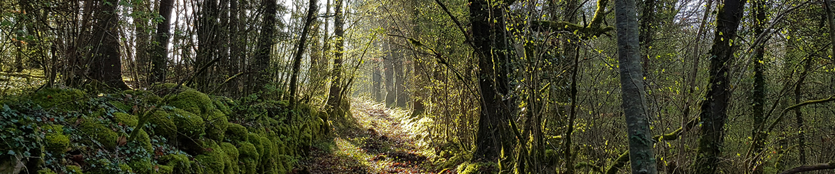 Parc national de forêts