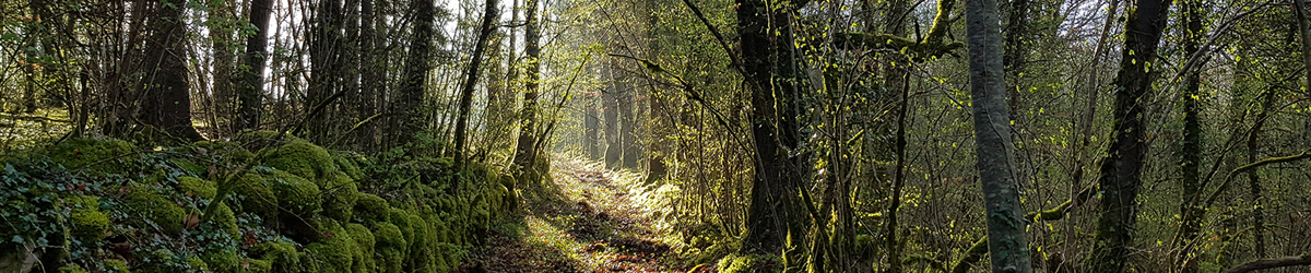 Parc national de forêts