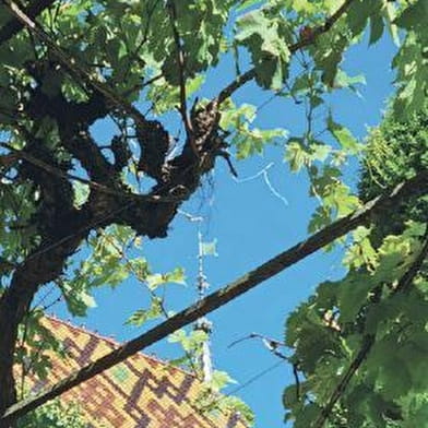 Hôtel-Dieu - Hospices de Beaune - Ateliers des sens, découverte sensorielle du jardin Échos polychromes
