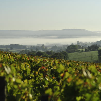 Domaine Aurélien Febvre