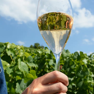 Visite-découverte 'De la vigne au vin'