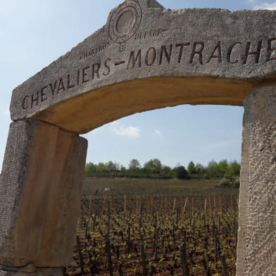 Journée guidée dans les vignes en Côte de Beaune