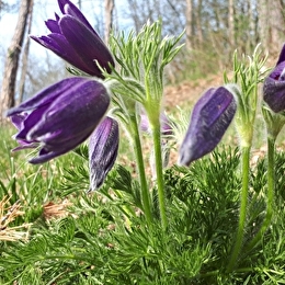 Randonnée : Les fleurs de printemps _ENS2026  'sur réservation' - LEUGLAY