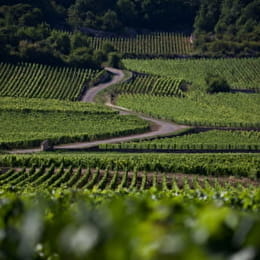 Bourgogne Gold Tour - Beaune - BEAUNE