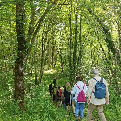 Rand'eau au Parc national de forêts
