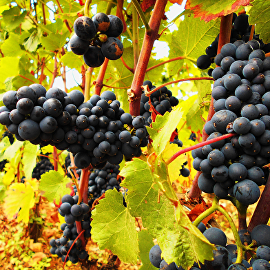 Aux tours des vins de Bourgogne 