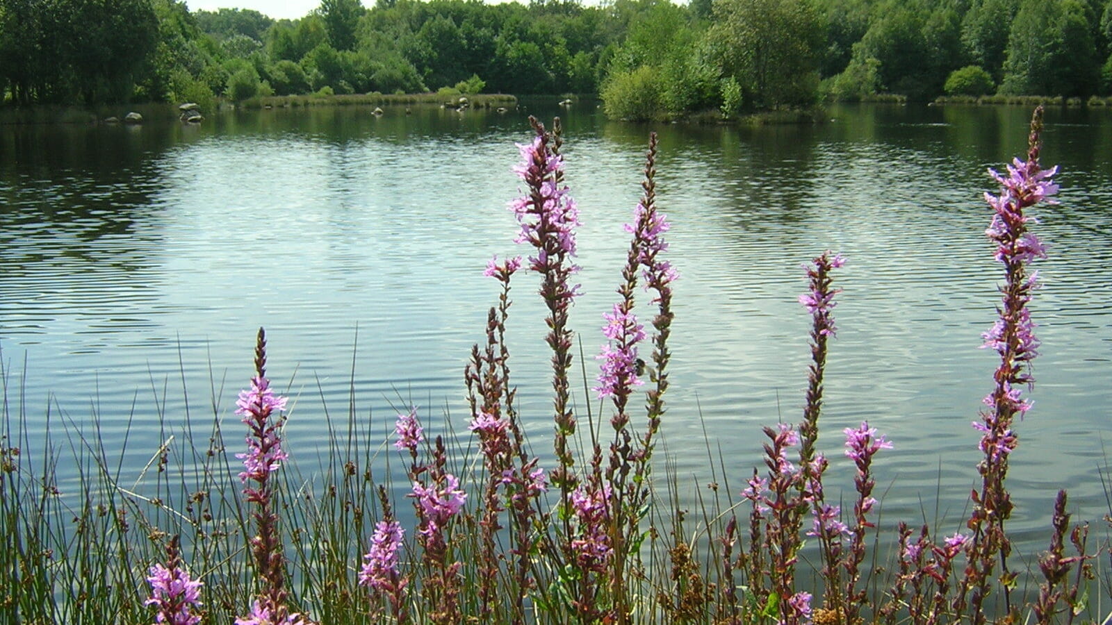 Etang Le Neptune