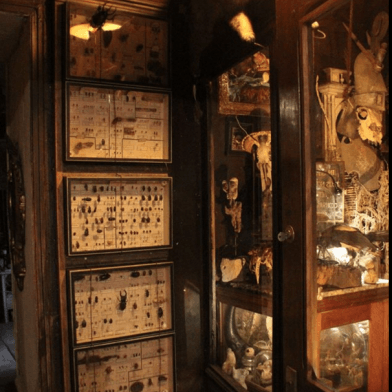 Cabinet de curiosités/musée des Z'Uns Possible