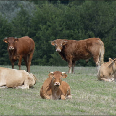 Ferme du Clos Simonin