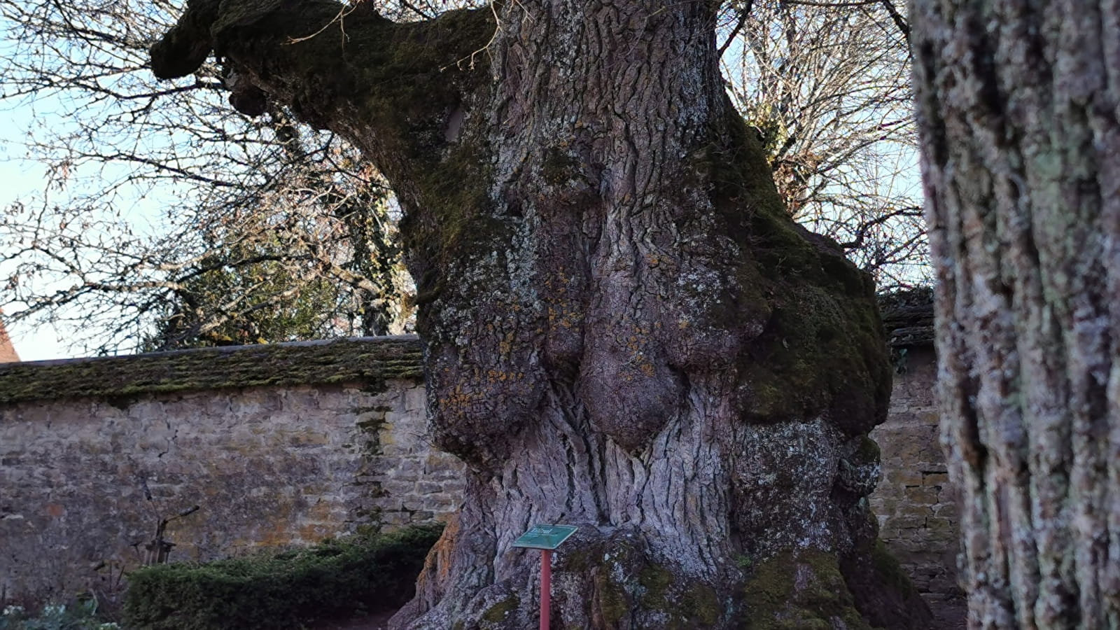 Des arbres en mai à vélo