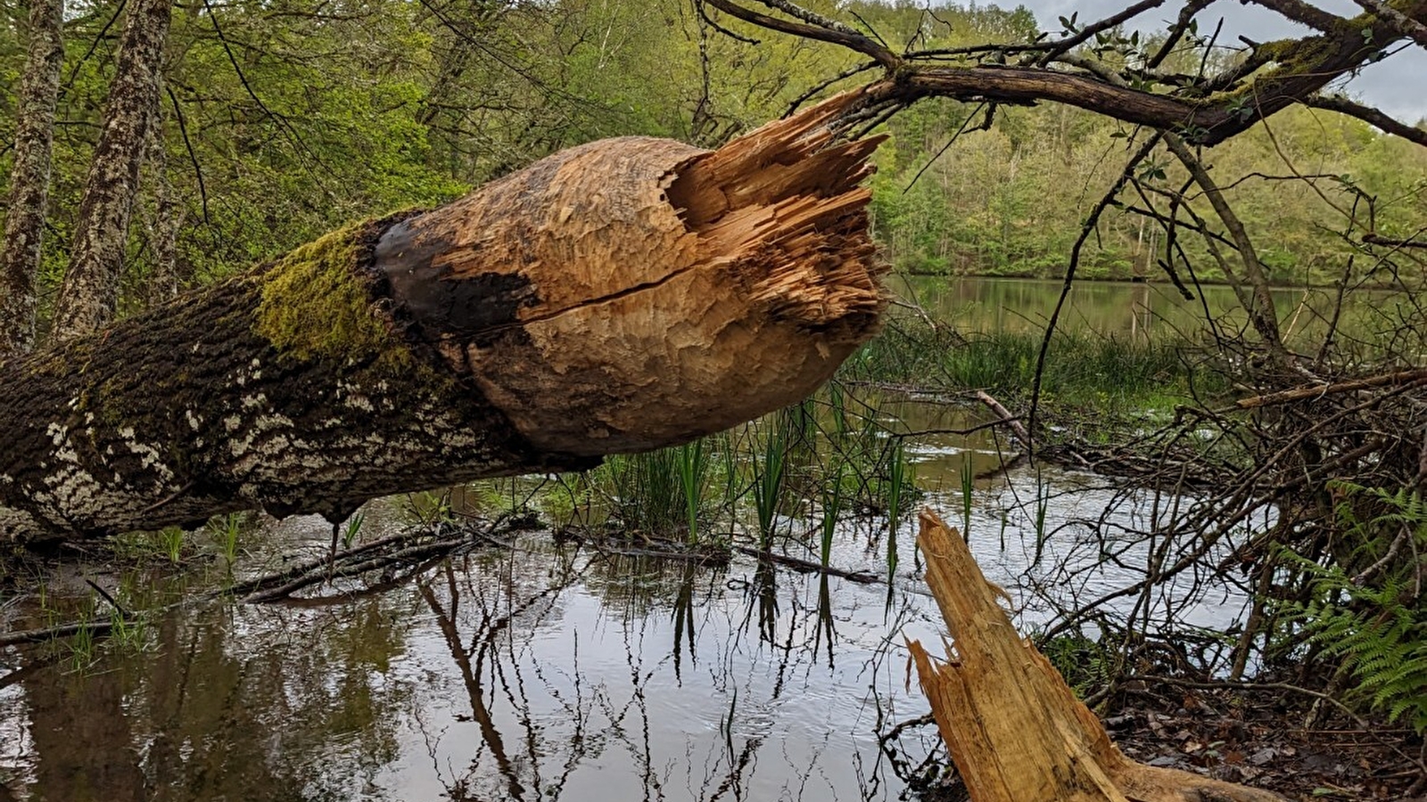 Balade nature : Sur les traces du Castor au lac de Chamboux, Jeudi 16 avril  