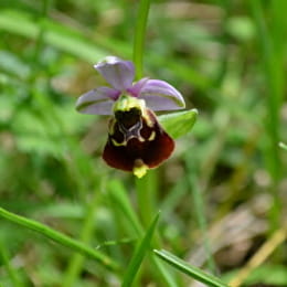 Les orchidées sauvages _ENS2026  'sur réservation' - LEUGLAY