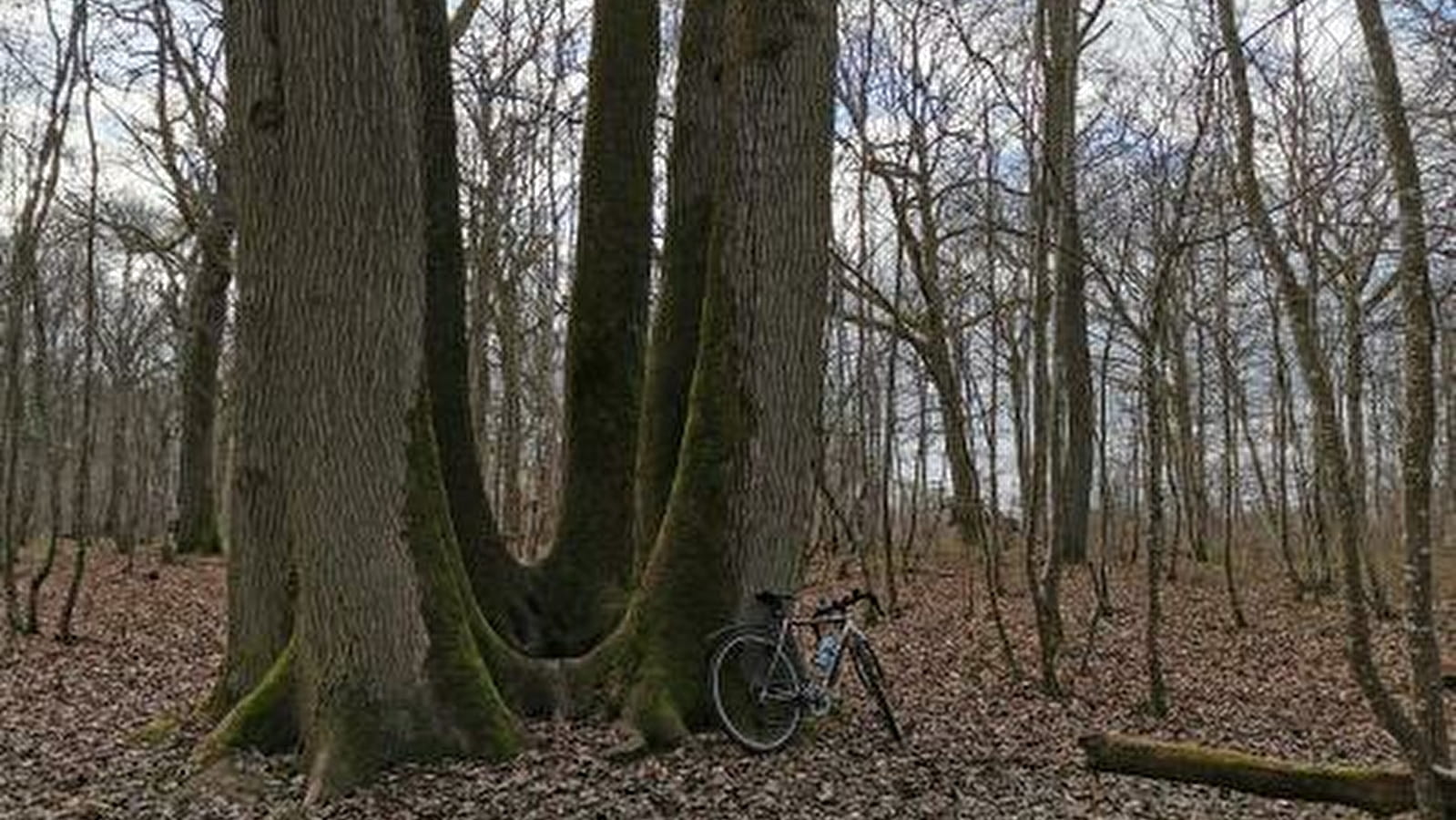 Des arbres en mai à vélo