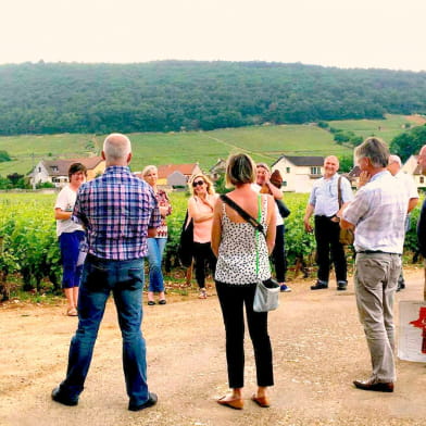 Stage découverte des vins de Bourgogne : Balade guidée,  initiation à la dégustation et à l'oenologie