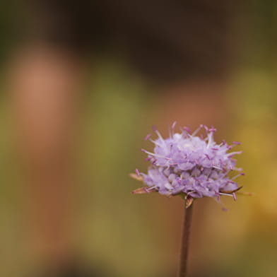Le petit monde des insectes