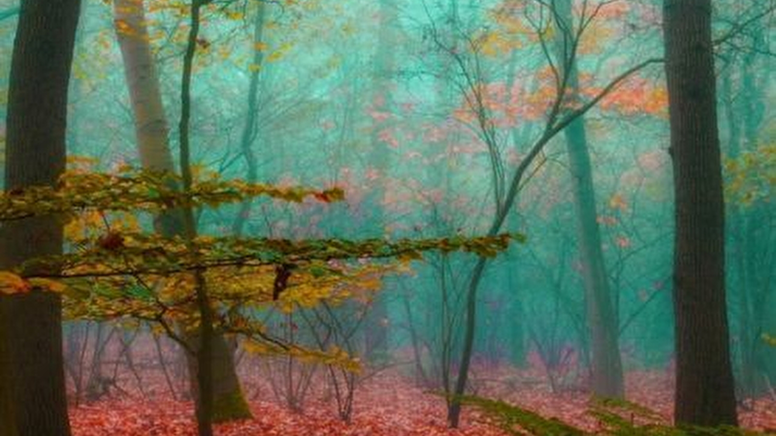 La forêt dans nos têtes
