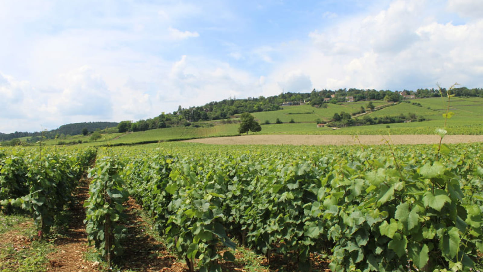 Bienvenue en Bourgogne : Escapades en Bourgogne