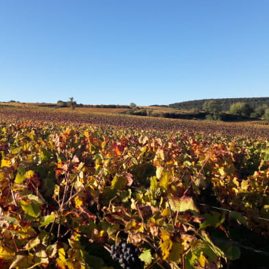 Journée guidée dans les vignes en Côte de Nuits