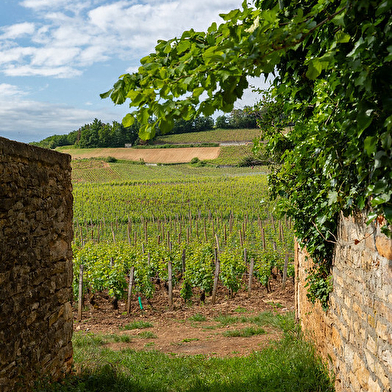 Vignobles en Scène s'invite à Bellevigne 