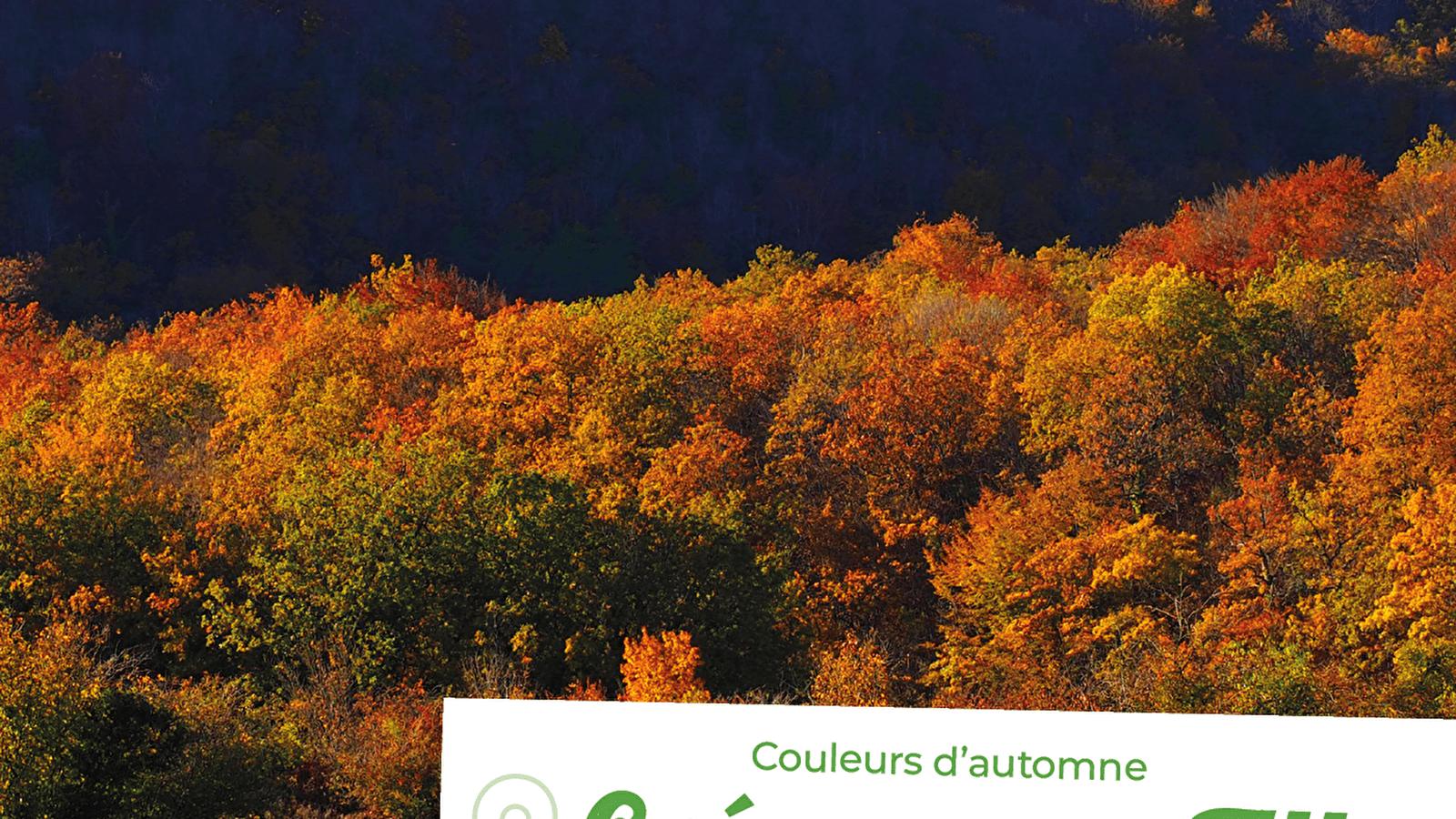 Sortie Nature : Couleurs d'automne