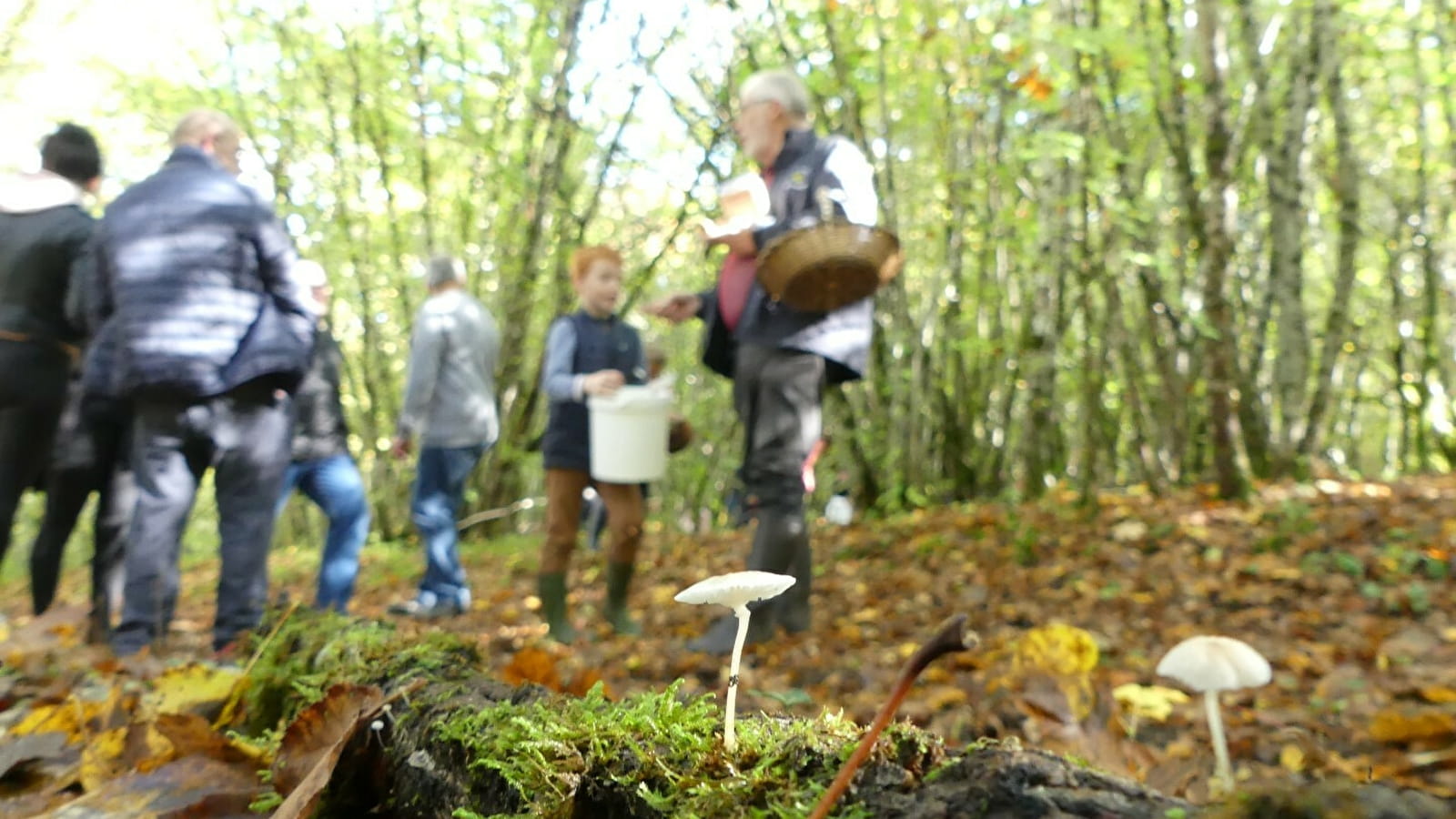 Sortie champignons - ENS2024 - sur réservation