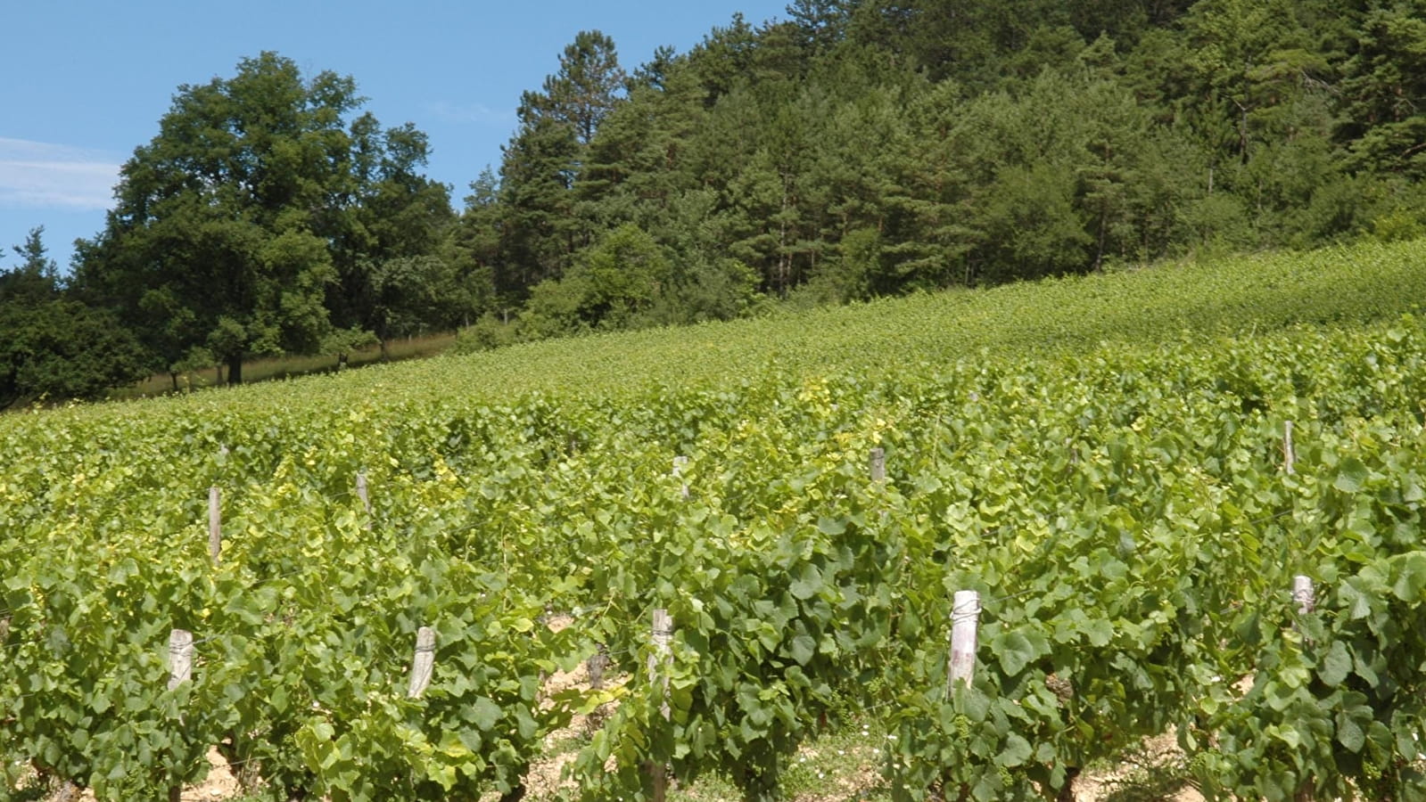 Sentier des vignes