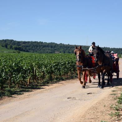 Balade en calèche dans le vignoble de Bourgogne