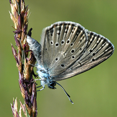 'Mille et une pattes' au Parc national de forêts