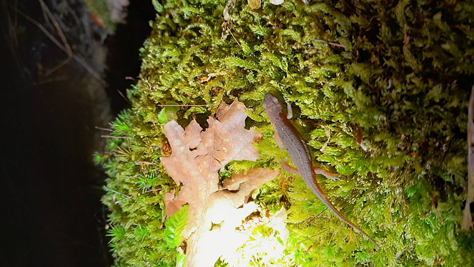 Fréquence grenouille_ENS2026